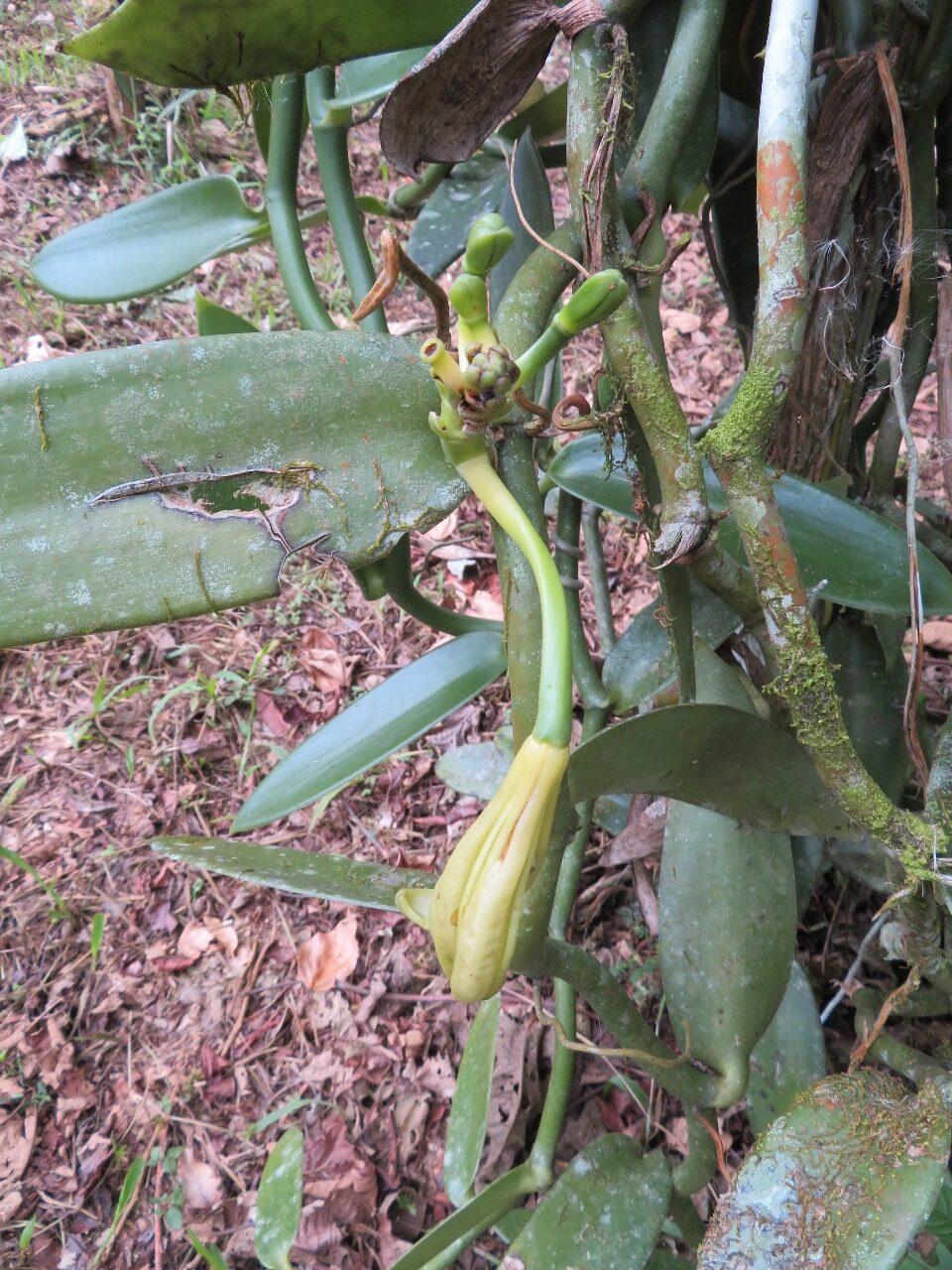 A vanilla flower and young pod on the vine