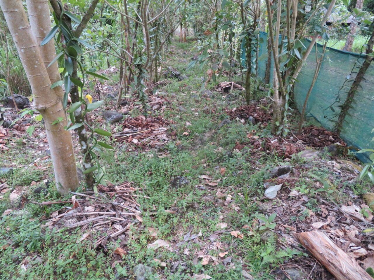 Between the rows on the AzoVanilla farm in Costa Rica