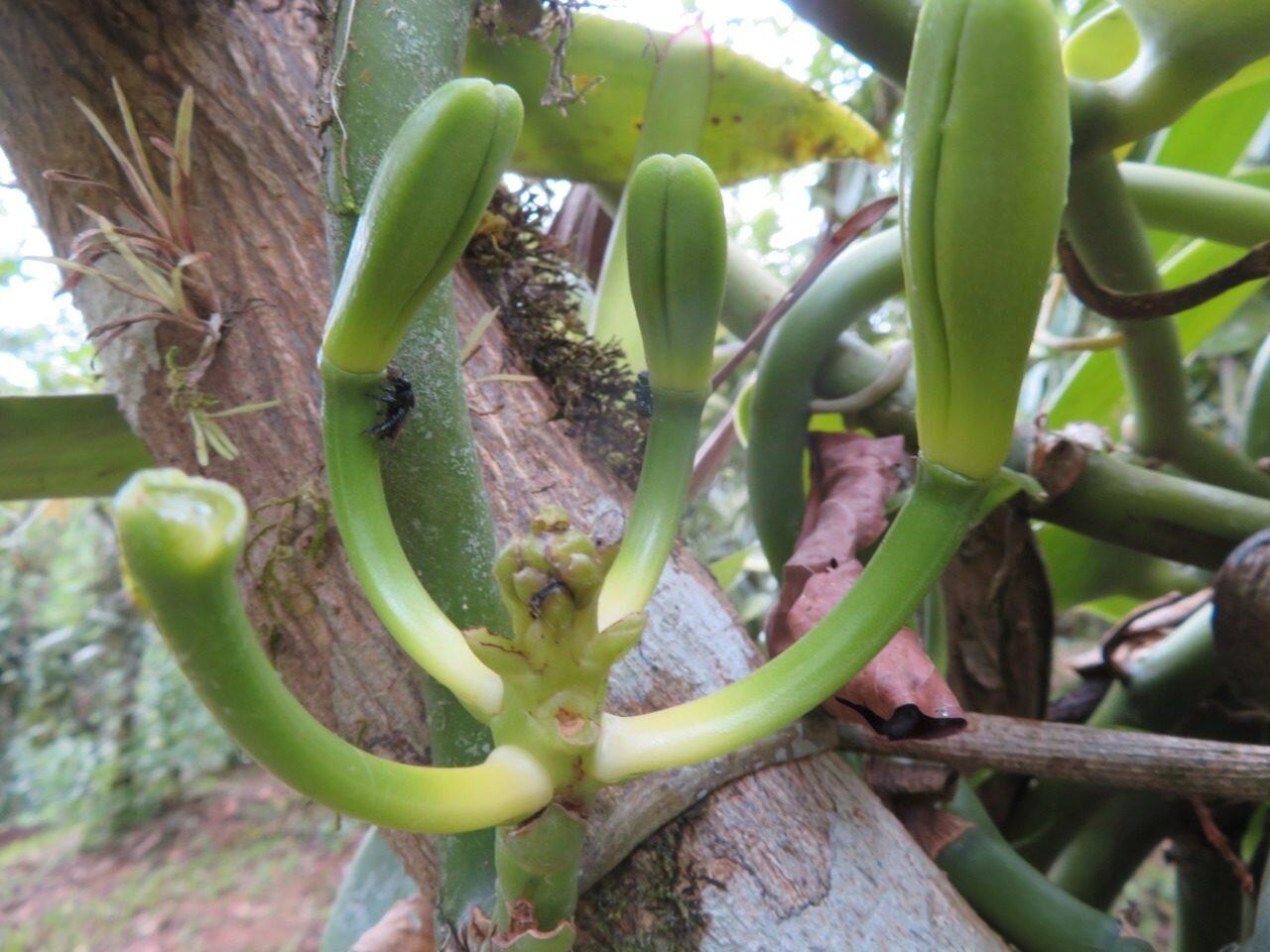 Young green vanilla pods on the vine in Costa Rica